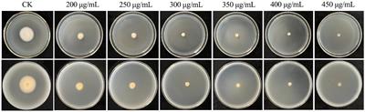 Establishment of a genetic transformation system for cordycipitoid fungus Cordyceps chanhua